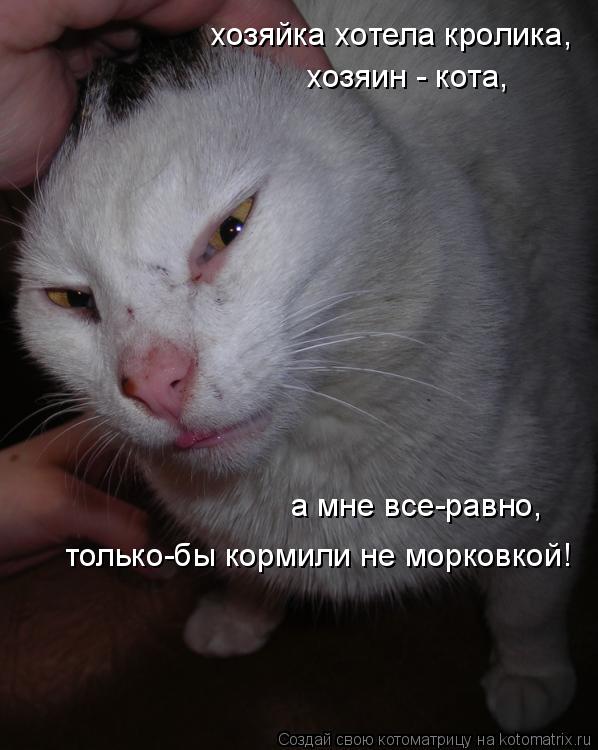хозяин - кота, хозяйка хотела кролика, а мне все-равно, только-бы кормили не морковкой!... Котоматрица: хозяин - кота, хозяйка хотела кролика, а мне все-равно, только-бы кормили не морковкой!