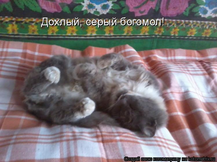 Дохлый, серый богомол!... Котоматрица: Дохлый, серый богомол!