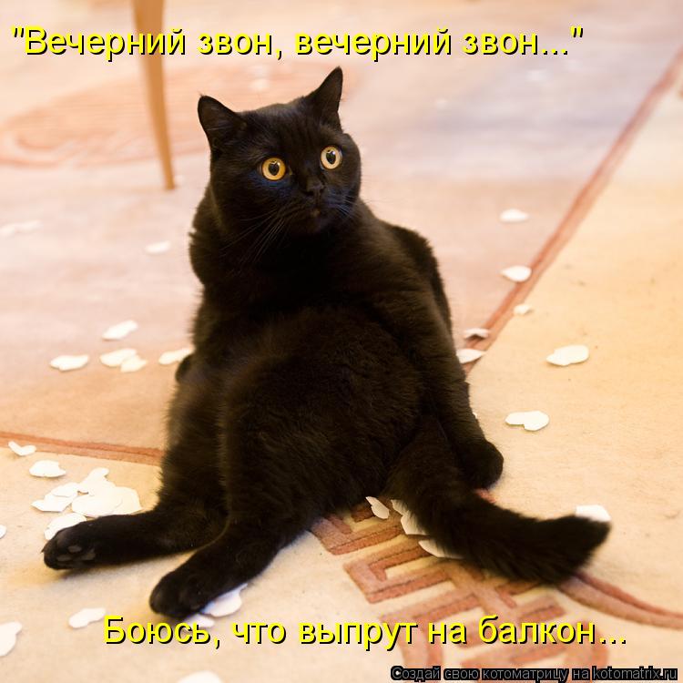 "Вечерний звон, вечерний звон..." Боюсь, что выпрут на балкон...... Котоматрица: "Вечерний звон, вечерний звон..." Боюсь, что выпрут на балкон...