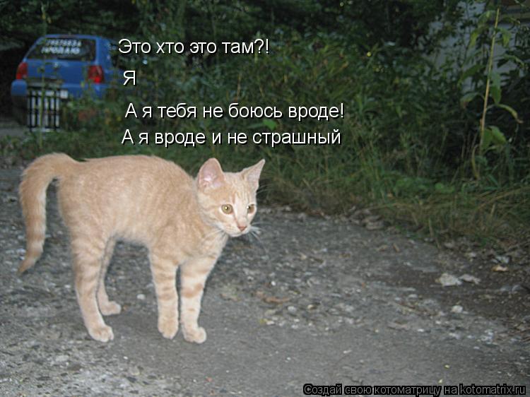 Это хто это там?! Я А я тебя не боюсь вроде! А я вроде и не страшный... Котоматрица: Это хто это там?! Я А я тебя не боюсь вроде! А я вроде и не страшный