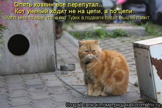 Опять хозяин все перепутал... Кот ученый ходит не на цепи, а по цепи... Хотя, мне то еще что, а вот Т... Котоматрица: Опять хозяин все перепутал... Кот ученый ходит не на цепи, а по цепи... Хотя, мне то еще что, а вот Тузик в подвале сидит мышей ловит.