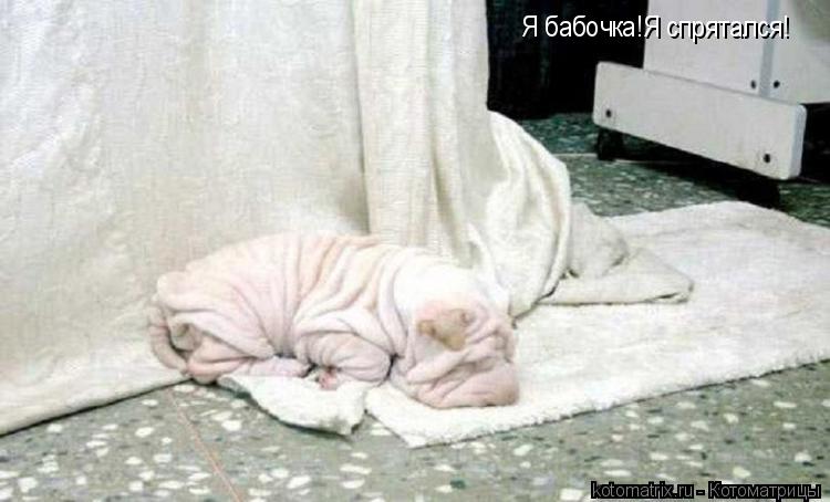 Я бабочка!Я спрятался!... Котоматрица: Я бабочка!Я спрятался!