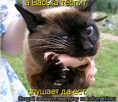 а Васька терпит, слушает да ест... Котоматрица: а Васька терпит, слушает да ест