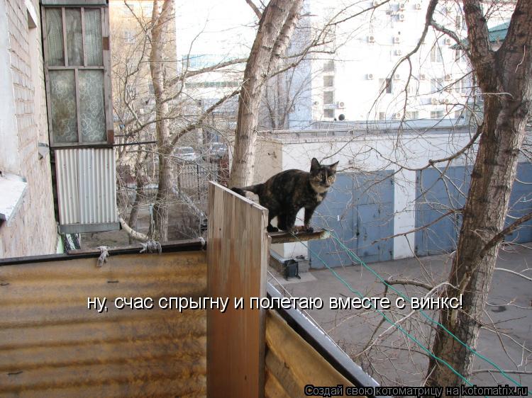 ну, счас спрыгну и полетаю вместе с винкс!... Котоматрица: ну, счас спрыгну и полетаю вместе с винкс!