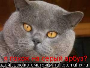 я похож на серый арбуз?... Котоматрица: я похож на серый арбуз?