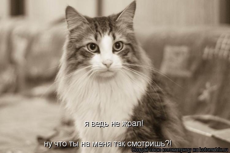 ну что ты на меня так смотришь?! я ведь не жрал!... Котоматрица: ну что ты на меня так смотришь?! я ведь не жрал!