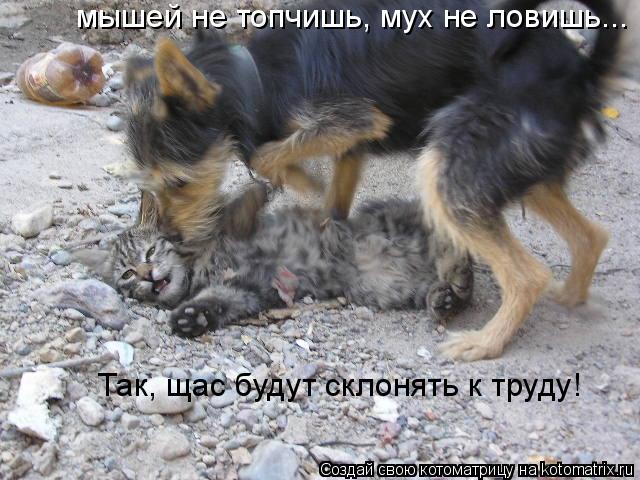 Так, щас будут склонять к труду! мышей не топчишь, мух не ловишь...... Котоматрица: Так, щас будут склонять к труду! мышей не топчишь, мух не ловишь...