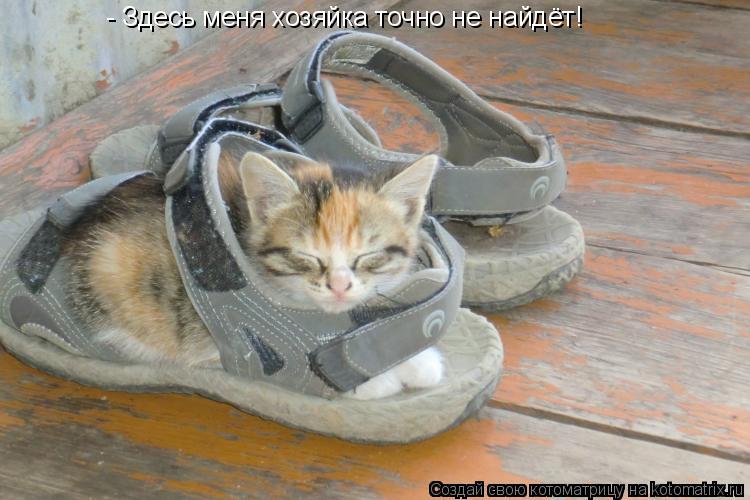- Здесь меня хозяйка точно не найдёт!... Котоматрица: - Здесь меня хозяйка точно не найдёт!