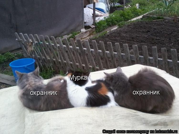 охранник охранник Мурка... Котоматрица: охранник охранник Мурка