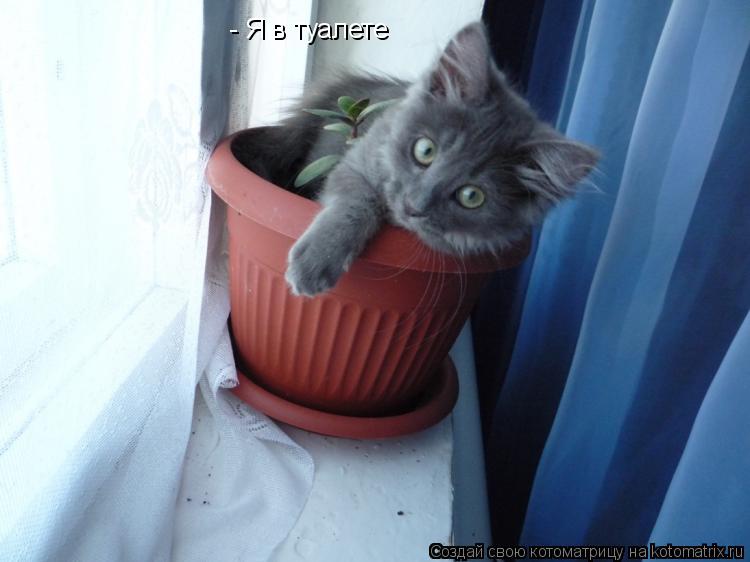 - Я в туалете... Котоматрица: - Я в туалете