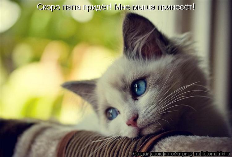 Скоро папа придёт! Мне мыша принесёт!... Котоматрица: Скоро папа придёт! Мне мыша принесёт!