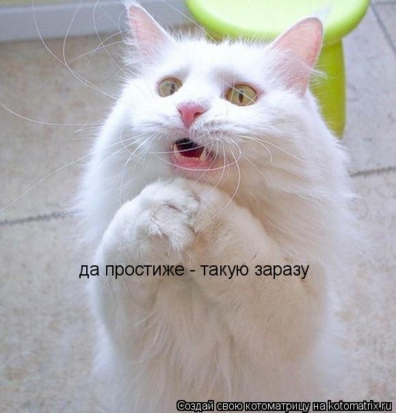 умоляю хозяин не я съел все сосиски это был ваш друг который потом на коврике оставил этиже сосиски д... Котоматрица: умоляю хозяин не я съел все сосиски это был ваш друг который потом на коврике оставил этиже сосиски да простиже - такую заразу