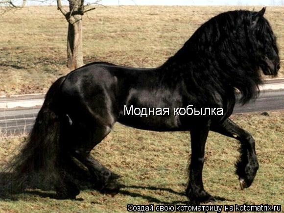Модная кобылка Модная кобылка... Котоматрица: Модная кобылка Модная кобылка