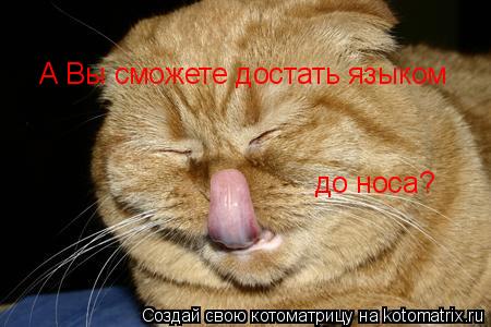 А Вы сможете достать языком до носа?... Котоматрица: А Вы сможете достать языком до носа?