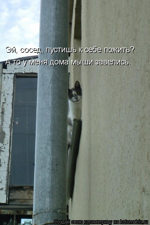 Эй, сосед, пустишь к себе пожить? А то у меня дома мыши завелись.... Котоматрица: Эй, сосед, пустишь к себе пожить? А то у меня дома мыши завелись.