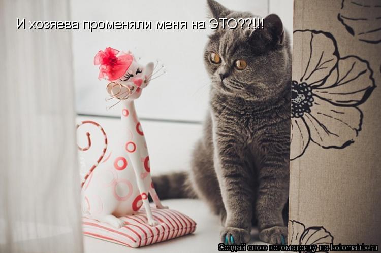 И хозяева променяли меня на ЭТО??!!!... Котоматрица: И хозяева променяли меня на ЭТО??!!!