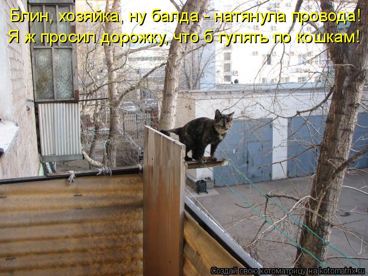 Блин, хозяйка, ну балда - натянула провода! Я ж просил дорожку, что б гулять по кошкам!... Котоматрица: Блин, хозяйка, ну балда - натянула провода! Я ж просил дорожку, что б гулять по кошкам!
