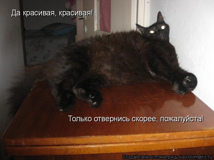 Да красивая, красивая! Только отвернись скорее, пожалуйста!... Котоматрица: Да красивая, красивая! Только отвернись скорее, пожалуйста!