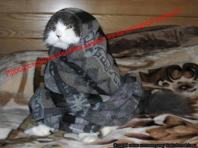 Просссстудился!Хозяйка думает из-за холодной рыбы!!!!... Котоматрица: Просссстудился!Хозяйка думает из-за холодной рыбы!!!!