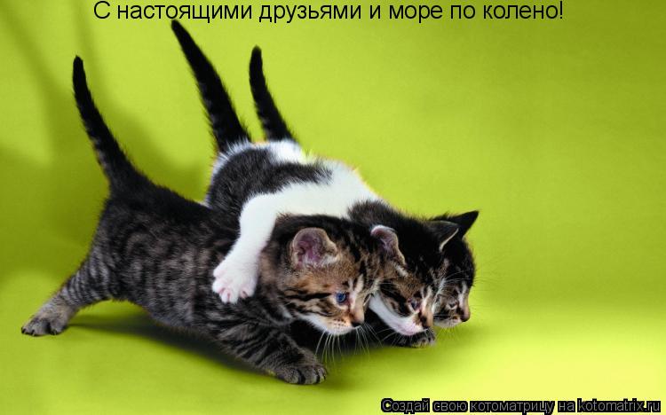 Котоматрица: С настоящими друзьями и море по колено!