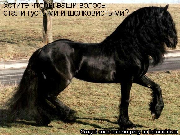 Котоматрица: хотите чтобы ваши волосы  стали густыми и шелковистыми?