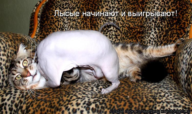 Лысые начинают и выигрывают!... Котоматрица: Лысые начинают и выигрывают!