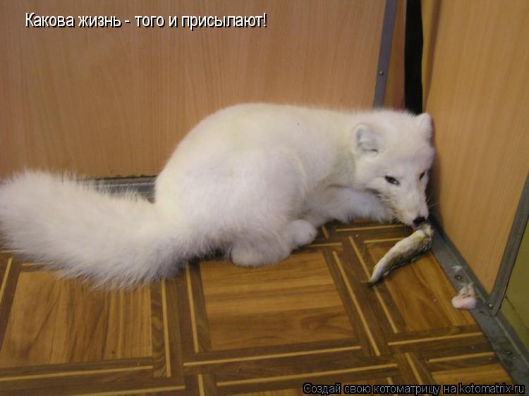 Какова жизнь - того и присылают!... Котоматрица: Какова жизнь - того и присылают!