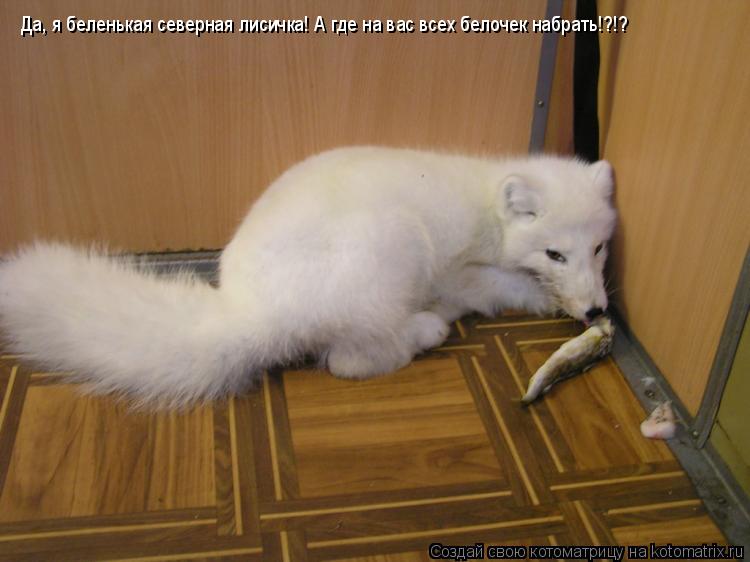 Да, я беленькая северная лисичка! А где на вас всех белочек набрать!?!?... Котоматрица: Да, я беленькая северная лисичка! А где на вас всех белочек набрать!?!?