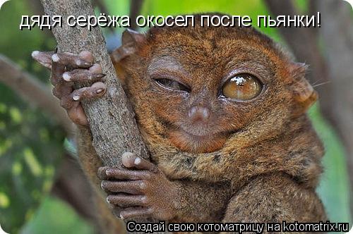 дядя серёжа окосел после пьянки!... Котоматрица: дядя серёжа окосел после пьянки!