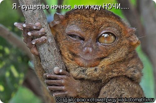 Я - существо ночное, вот и жду НОЧИ........ Котоматрица: Я - существо ночное, вот и жду НОЧИ.....
