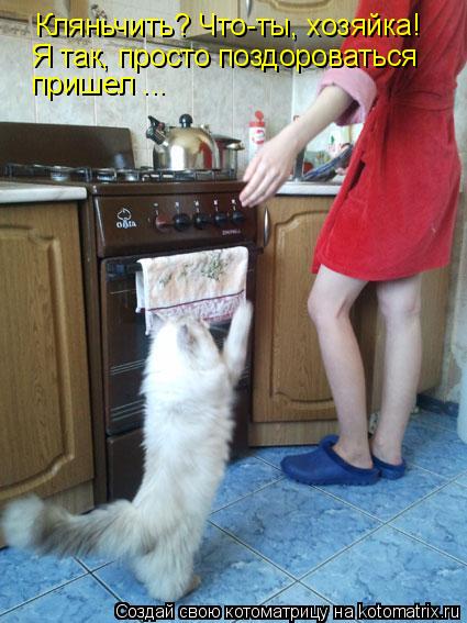 Кляньчить? Что-ты, хозяйка! Я так, просто поздороваться пришел ...... Котоматрица: Кляньчить? Что-ты, хозяйка! Я так, просто поздороваться пришел ...