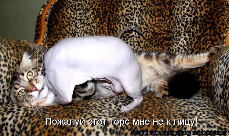 Пожалуй этот торс мне не к лицу!... Котоматрица: Пожалуй этот торс мне не к лицу!