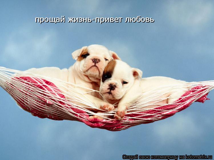 прощай жизнь-привет любовь... Котоматрица: прощай жизнь-привет любовь