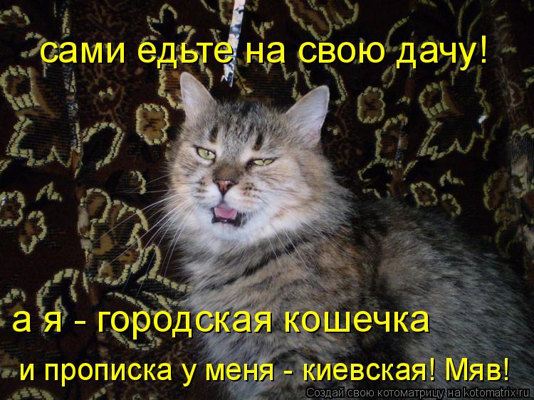 Котоматрица: сами едьте на свою дачу! а я - городская кошечка и прописка у меня - киевская! Мяв!
