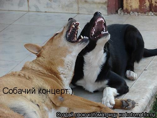 Котоматрица: Собачий концерт:)
