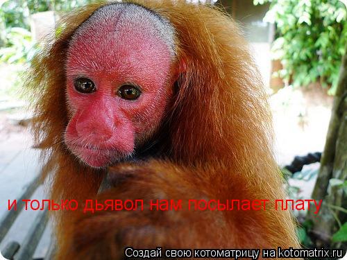 Котоматрица: и только дьявол нам посылает плату