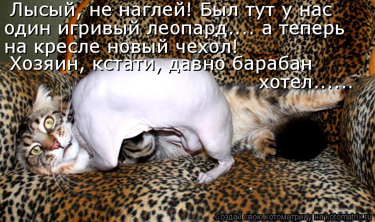 Лысый, не наглей! Был тут у нас один игривый леопард.... а теперь на кресле новый чехол! Хозяин, кс... Котоматрица: Лысый, не наглей! Был тут у нас один игривый леопард.... а теперь на кресле новый чехол! Хозяин, кстати, давно барабан хотел......