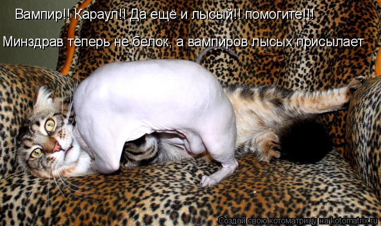 Котоматрица: Вампир!! Караул!! Да ещё и лысый!! помогите!!! Минздрав теперь не белок, а вампиров лысых присылает