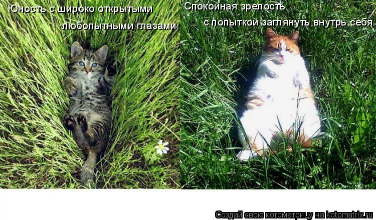 Юность с широко открытыми любопытными глазами Спокойная зрелость с попыткой заглянуть внутрь себя..... Котоматрица: Юность с широко открытыми любопытными глазами Спокойная зрелость с попыткой заглянуть внутрь себя..