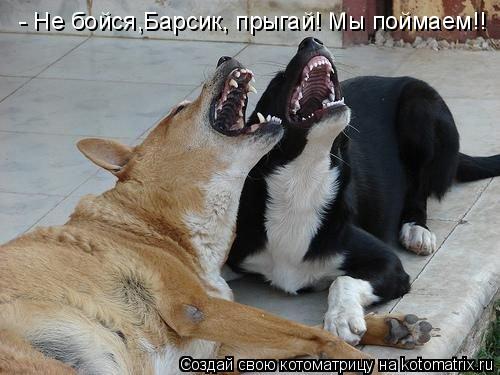 Котоматрица: - Не бойся,Барсик, прыгай! Мы поймаем!!