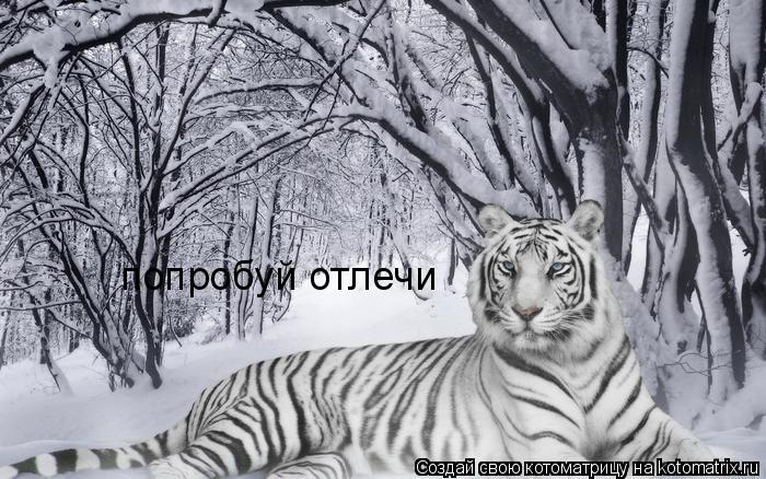 Котоматрица: попробуй отлечи