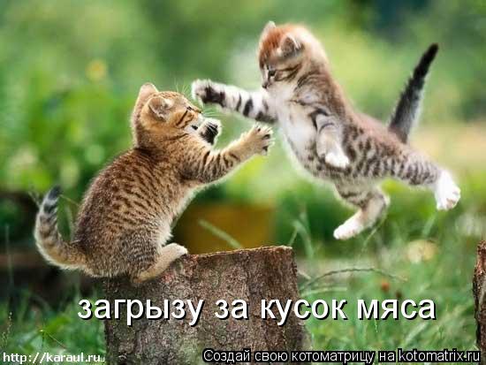 загрызу за кусок мяса... Котоматрица: загрызу за кусок мяса