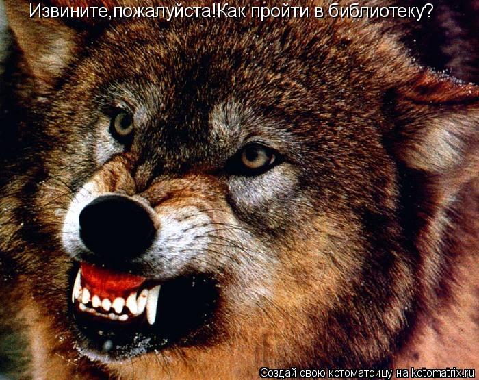 Котоматрица: Извините,пожалуйста!Как пройти в библиотеку?