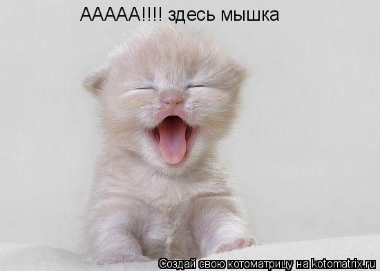 Котоматрица: ААААА!!!! здесь мышка