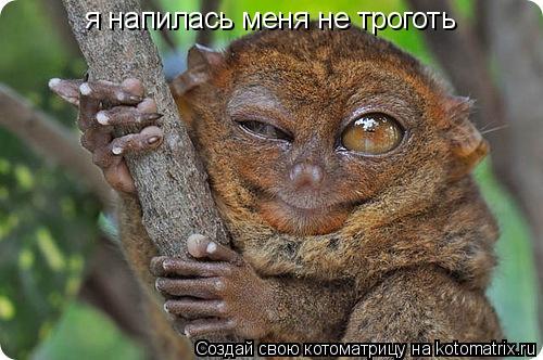 я напилась меня не троготь... Котоматрица: я напилась меня не троготь