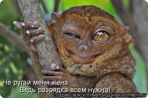 Не ругай меня жена Ведь разрядка всем нужна!... Котоматрица: Не ругай меня жена Ведь разрядка всем нужна!