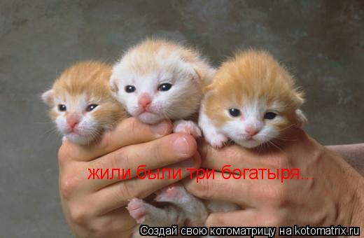 жили были три богатыря...... Котоматрица: жили были три богатыря...