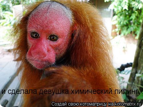 и сделала девушка химический пилинг...... Котоматрица: и сделала девушка химический пилинг...