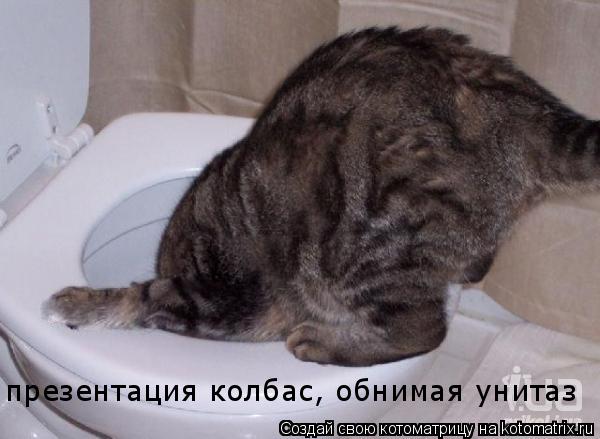 презентация колбас, обнимая унитаз... Котоматрица: презентация колбас, обнимая унитаз