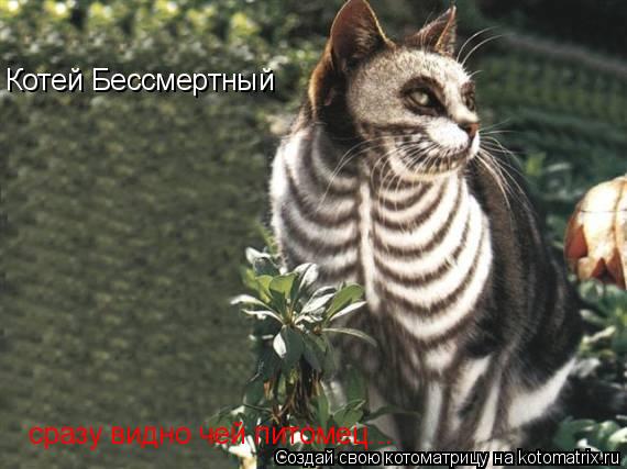 Котей Бессмертный сразу видно чей питомец...... Котоматрица: Котей Бессмертный сразу видно чей питомец...